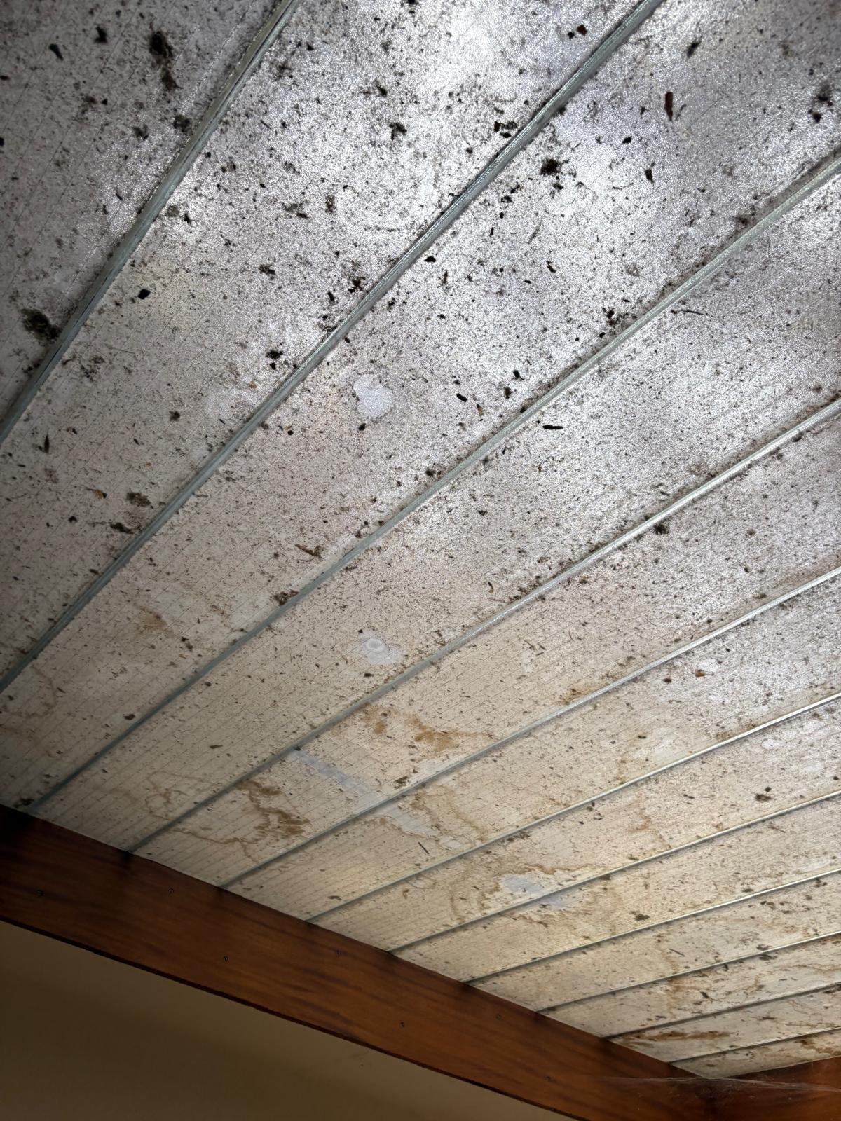 Plaques de toiture translucides encrassées avant nettoyage